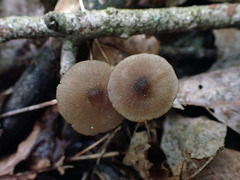 Hydropus kauffmanii