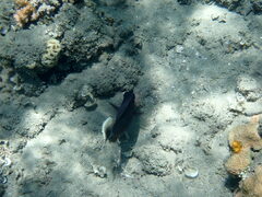 Sufflamen albicaudatum