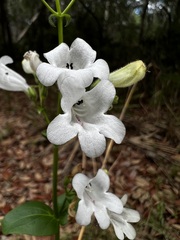 Penstemon multiflorus
