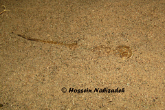 Phrynocephalus arabicus