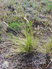 Festuca sibirica