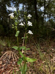 Penstemon multiflorus