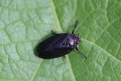 Prosapia ignifera