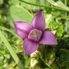 Gentianella campestris campestris