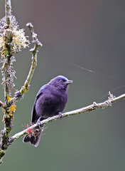 Conirostrum albifrons