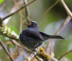 Ochthoeca thoracica