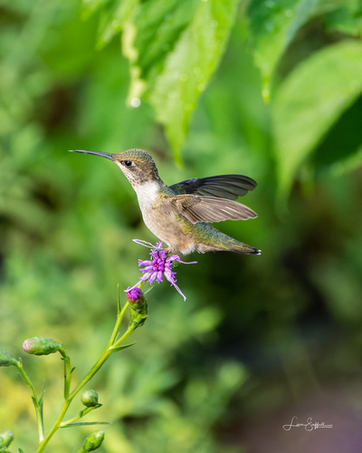 Ruby-throated Hummingbird photographed in Missouri