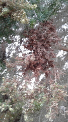 Melaleuca lanceolata