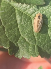 Athysanus argentarius