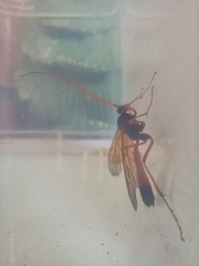 Opheltes glaucopterus