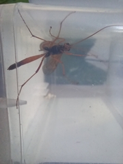 Opheltes glaucopterus