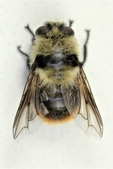 Cephenemyia