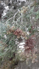Melaleuca lanceolata