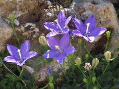 Campanula arvatica