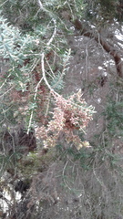 Melaleuca lanceolata