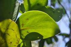 Psittacanthus krameri