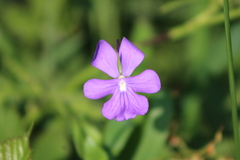 Viola cornuta