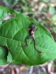 Amazophrynella minuta