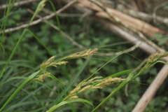 Carex capensis