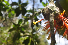 Psittacanthus krameri