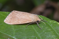 Spilosoma cervina