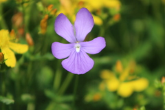 Viola cornuta