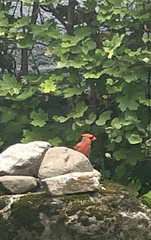 Cardinalis cardinalis