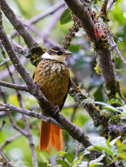 Pseudocolaptes boissonneautii