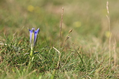 Gentiana occidentalis
