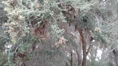 Melaleuca lanceolata