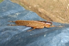 Iaratrox longicornia