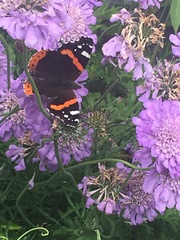 Vanessa atalanta