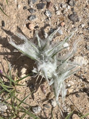 Scleropogoninae