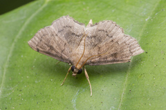 Protonoceras