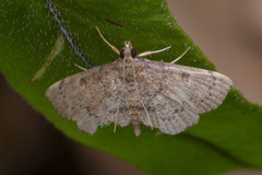 Protonoceras
