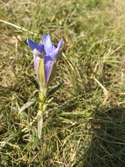 Gentiana occidentalis