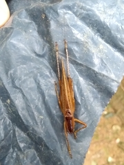 Iaratrox longicornia