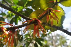 Psittacanthus krameri