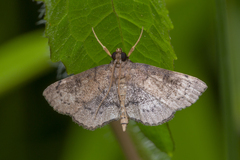 Protonoceras