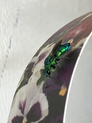 Chrysis conica