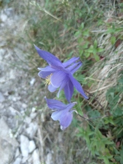 Aquilegia discolor