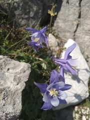 Aquilegia discolor