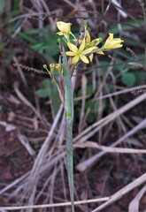 Sisyrinchium palmifolium