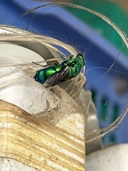 Chrysis conica