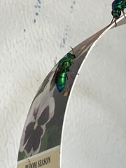 Chrysis conica