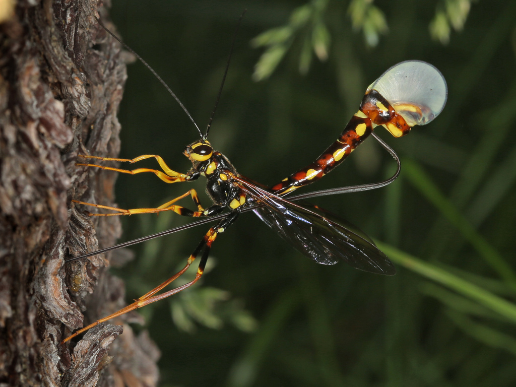 Norton's Giant Ichneumonid Wasp