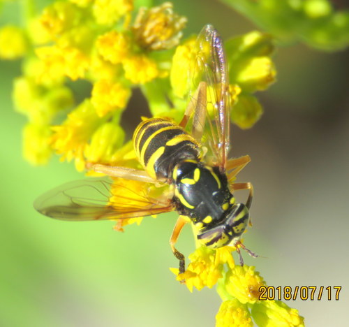 Rocky Mountain Hornet Fly photo 3