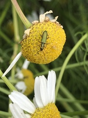 Chrysanthia geniculata