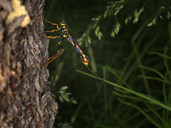 Megarhyssa nortoni