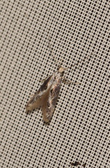Blastodacna hellerella